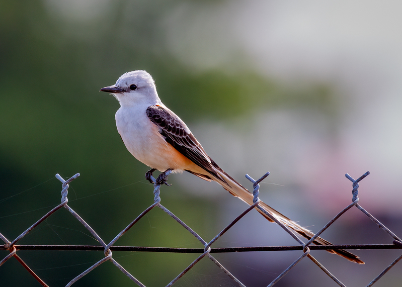 scissor-tailed-flycatcher_6441-75.jpg