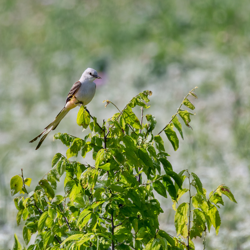 scissor-tailed-flycatcher_6443-77.jpg