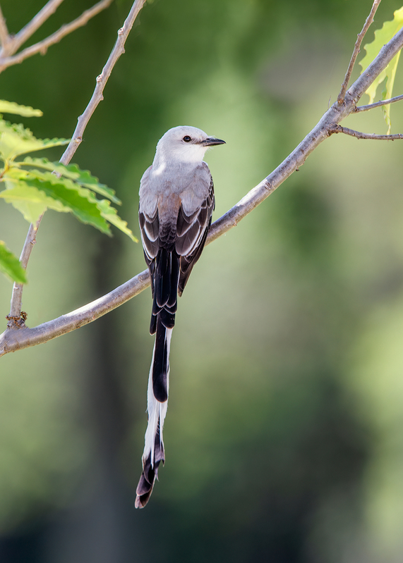 scissor-tailed-flycatcher_6562-57.jpg