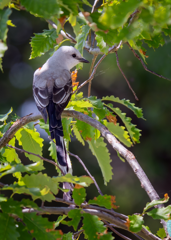 scissor-tailed-flycatcher_6565-57.jpg