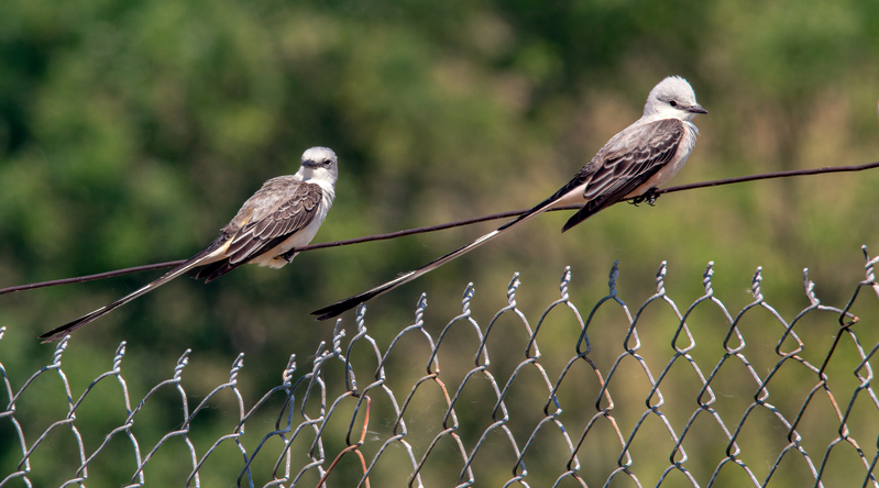scissor-tailed-flycatcher_6670-95.jpg