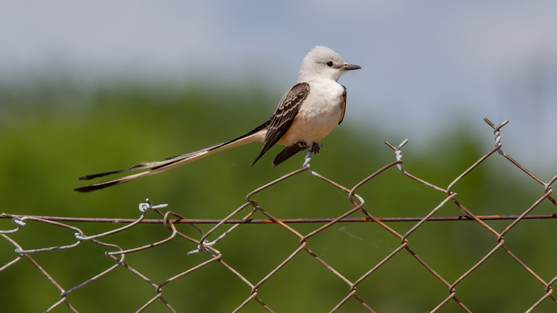 scissor-tailed-flycatcher_6681-169.jpg