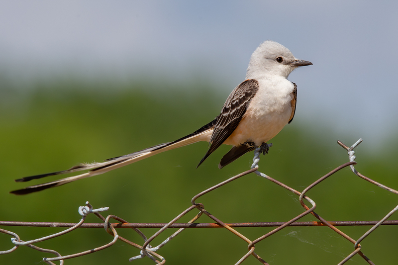 scissor-tailed-flycatcher_6681-64.jpg