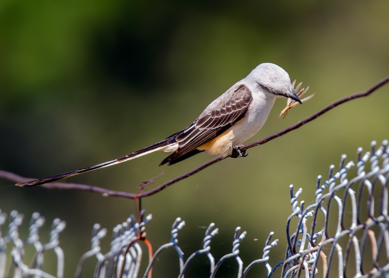 scissor-tailed-flycatcher_6691-75.jpg