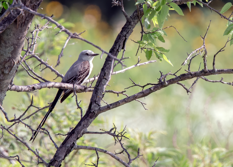 scissor-tailed-flycatcher_6742a-75tif.jpg