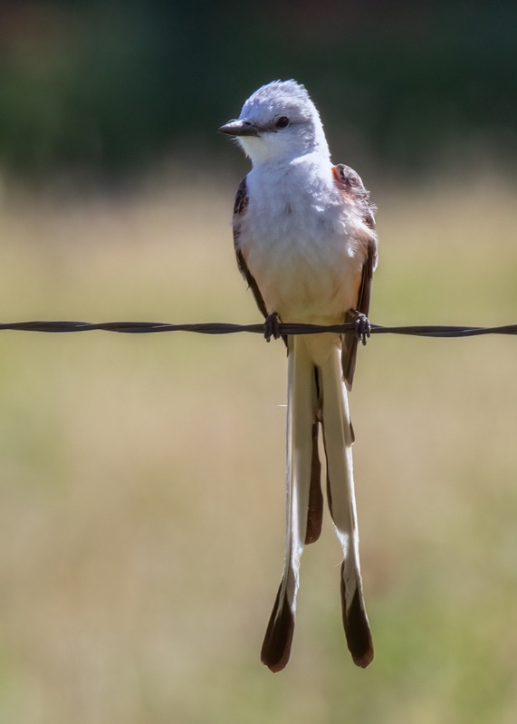 scissor-tailed-flycatcher_7555-57.jpg