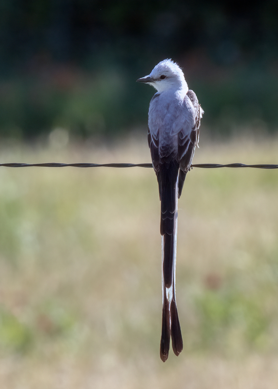 scissor-tailed-flycatcher_7557-57.jpg
