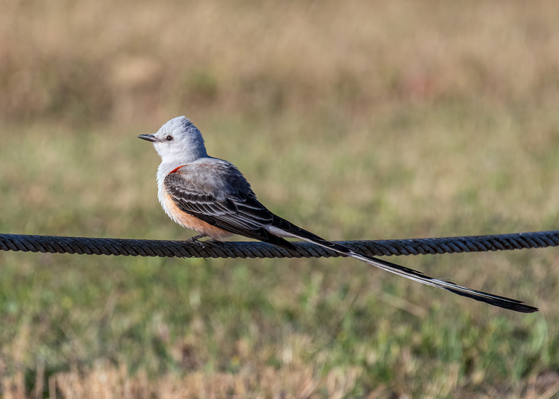 scissor-tailed-flycatcher_7694-75.jpg