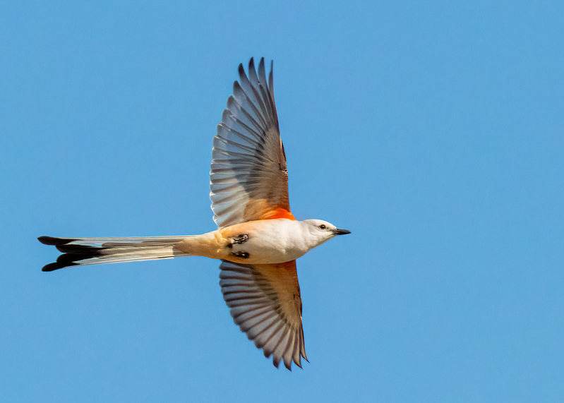 scissor-tailed-flycatcher_7755-75.jpg