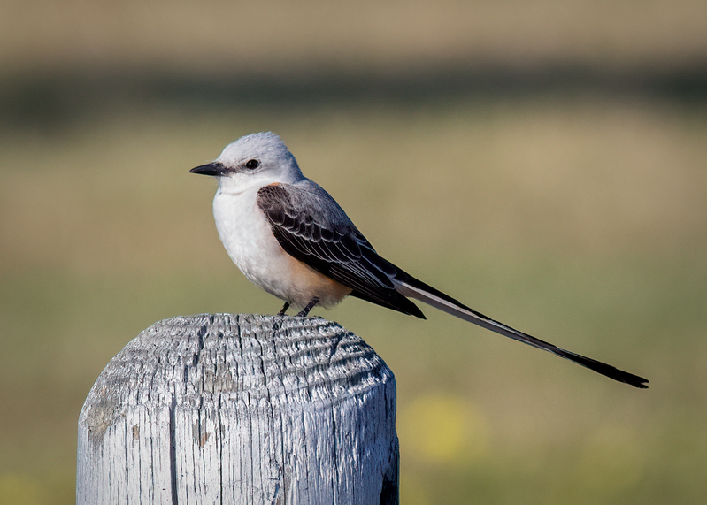 scissor-tailed-flycatcher_7865-75.jpg