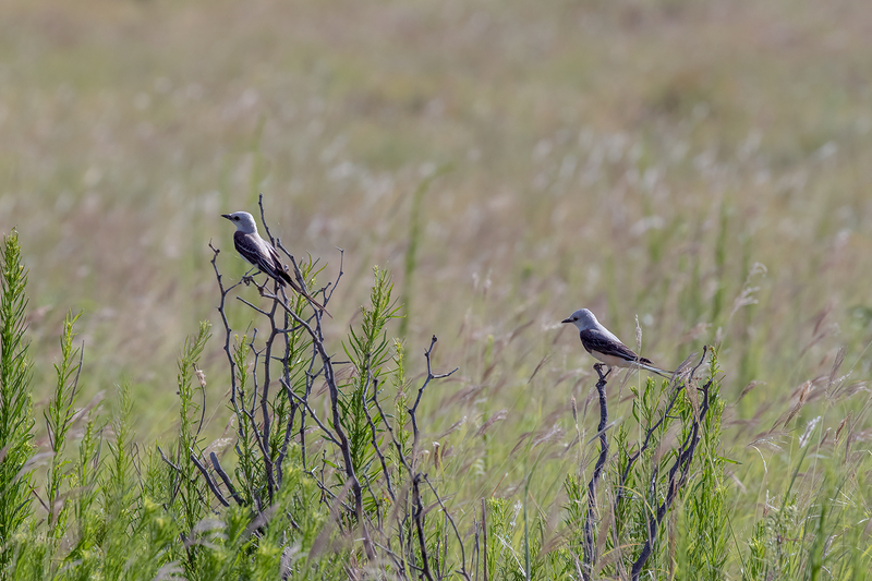 scissor-tailed-flycatchers_3061-64(1).jpg