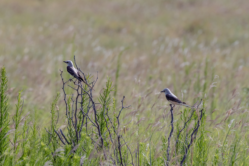 scissor-tailed-flycatchers_3061-64.jpg