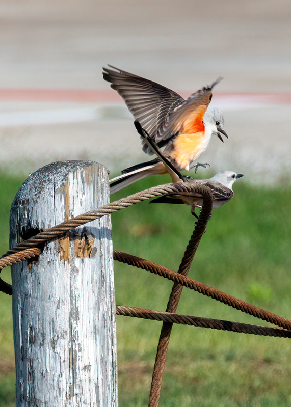 scissor-tailed-flycatchers_6437-57(1).jpg