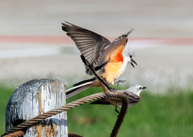 scissor-tailed-flycatchers_6437c-75.jpg