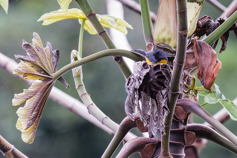 slate-throated-redstart_7255-64.jpg