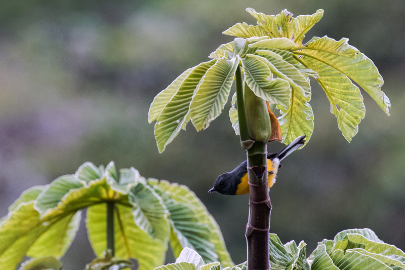 slate-throated-redstart_7264-64(1).jpg