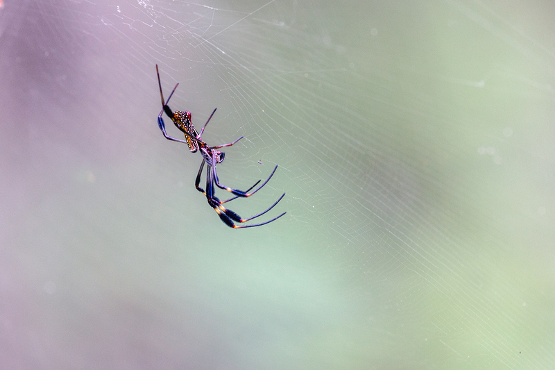 spider-orb-weaver_1279-64(1).jpg
