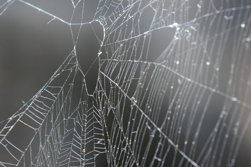 spider-web_3647-46(1).jpg