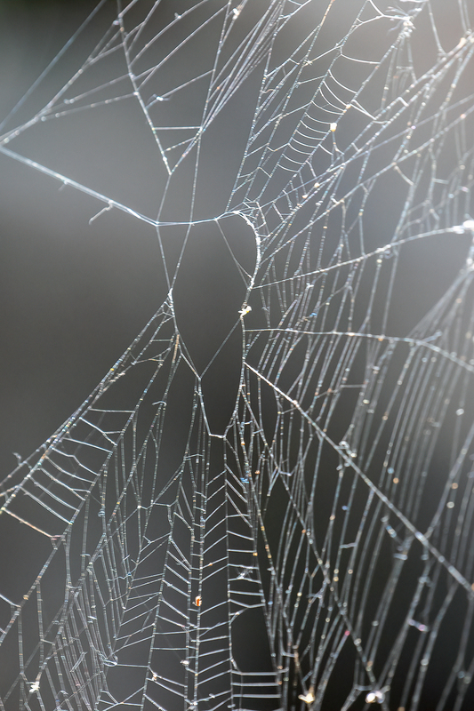 spider-web_3647-64.jpg