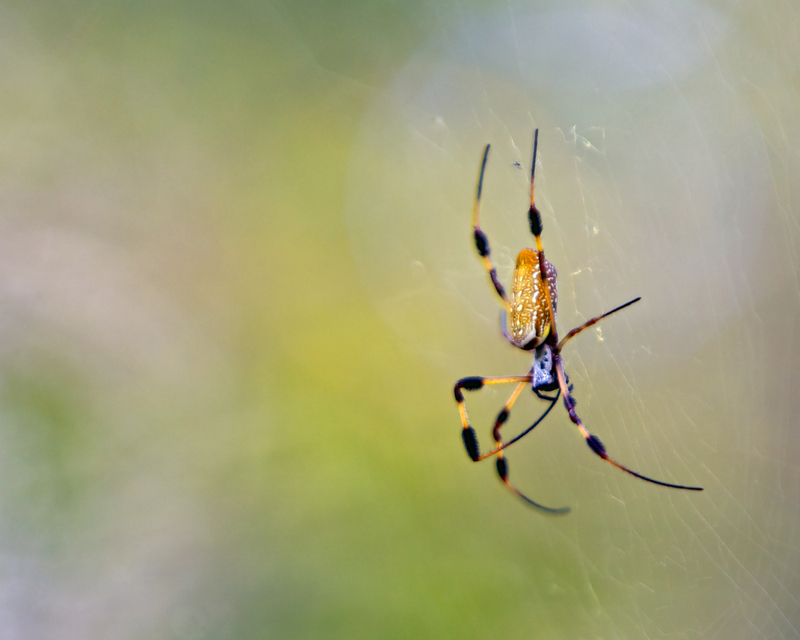 spider_4528-108(1).jpg