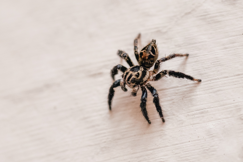 spider_7075-64.jpg