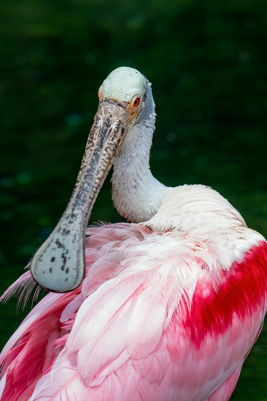 spoonbill_3603-46.jpg