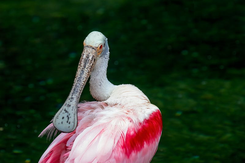 spoonbill_3603-64.jpg