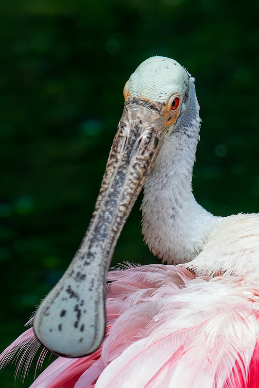 spoonbill_3603cu-46(1).jpg