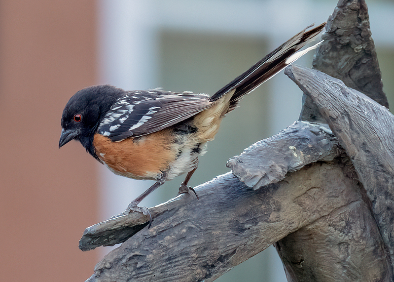 spotted-towhee_0046-75(1).jpg