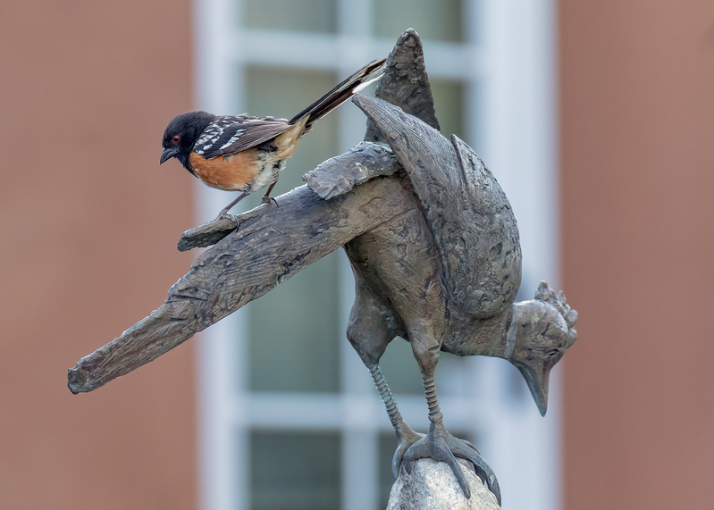 spotted-towhee_0046a-75(1).jpg
