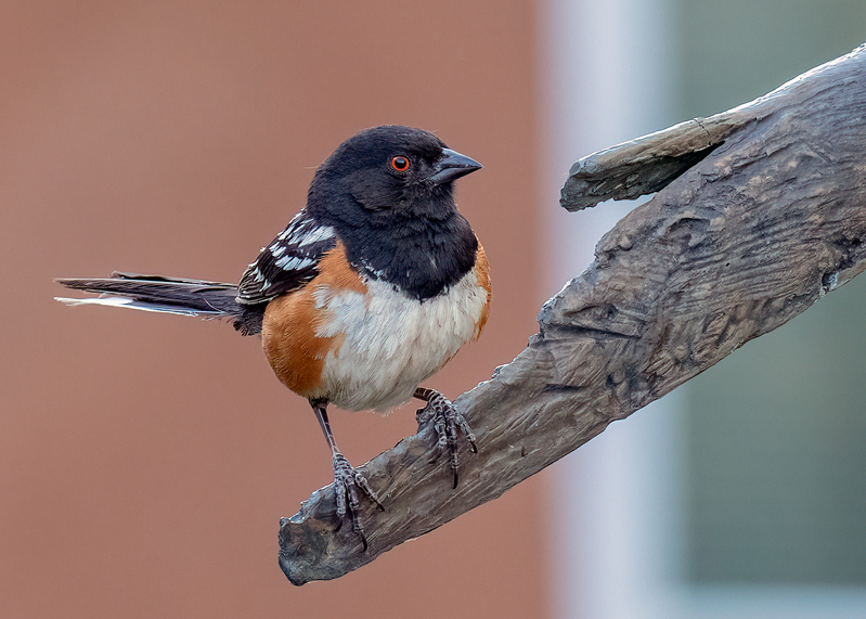 spotted-towhee_0048-75(1).jpg