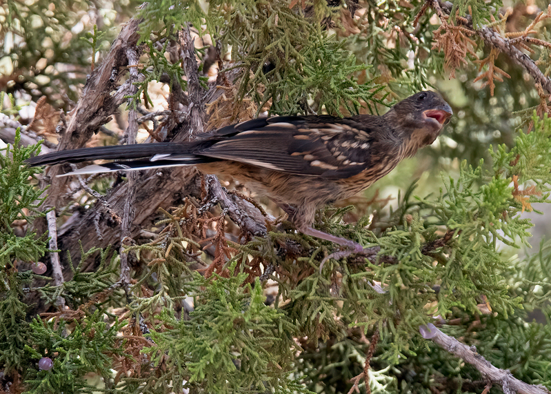 spotted-towhee_0568-75(1).jpg