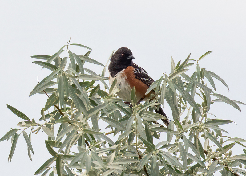 spotted-towhee_0758-75(1).jpg
