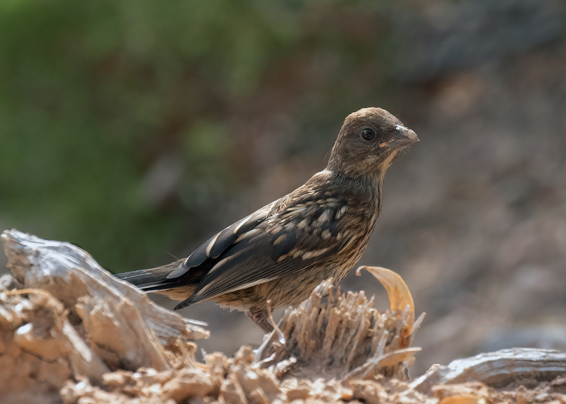 spotted-towhee_0857-75(1).jpg