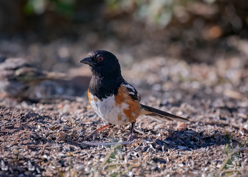 spotted-towhee_9006-75(1).jpg