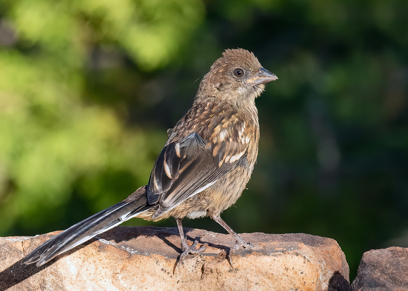 spotted-towhee_9120a-75(1).jpg