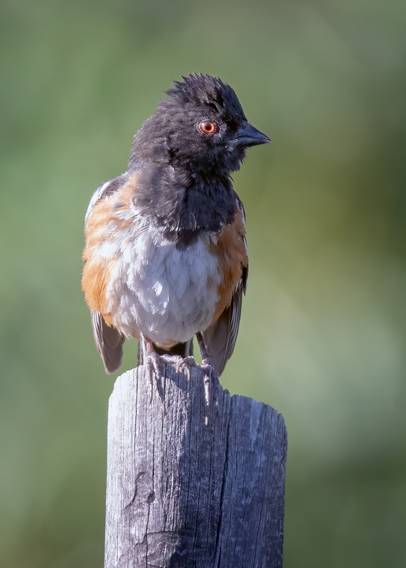 spotted-towhee_9952-57(1).jpg
