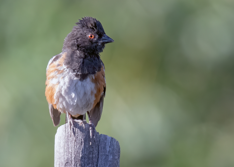 spotted-towhee_9952-75(1).jpg
