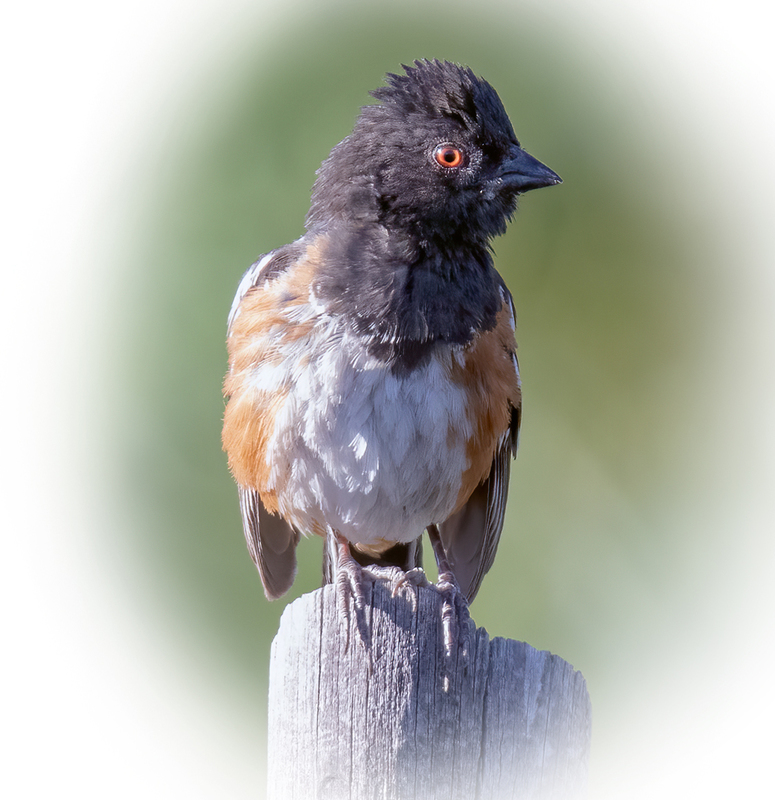 spotted-towhee_9952v-55(1).jpg