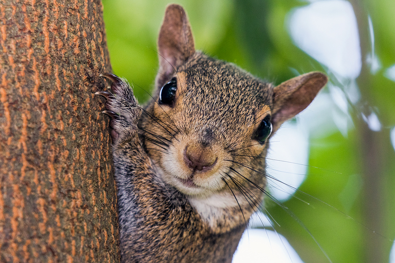 squirell_7745-64(1).jpg