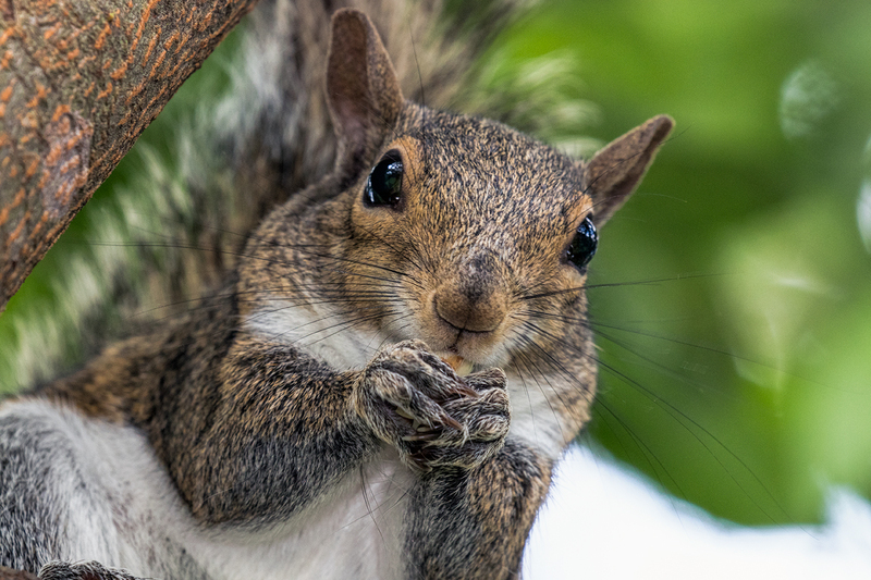 squirell_7749-64.jpg