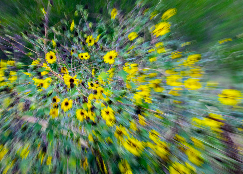 sunflower-swirl_1497-75.jpg
