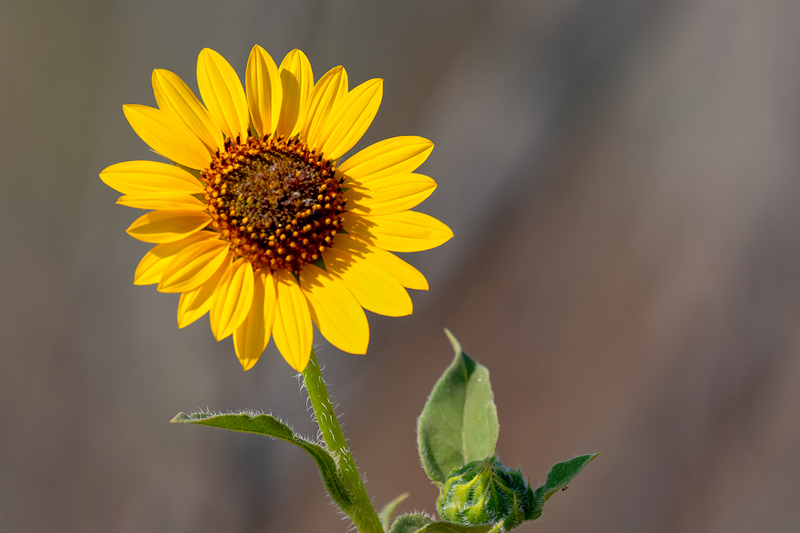 sunflower_3037-64.jpg
