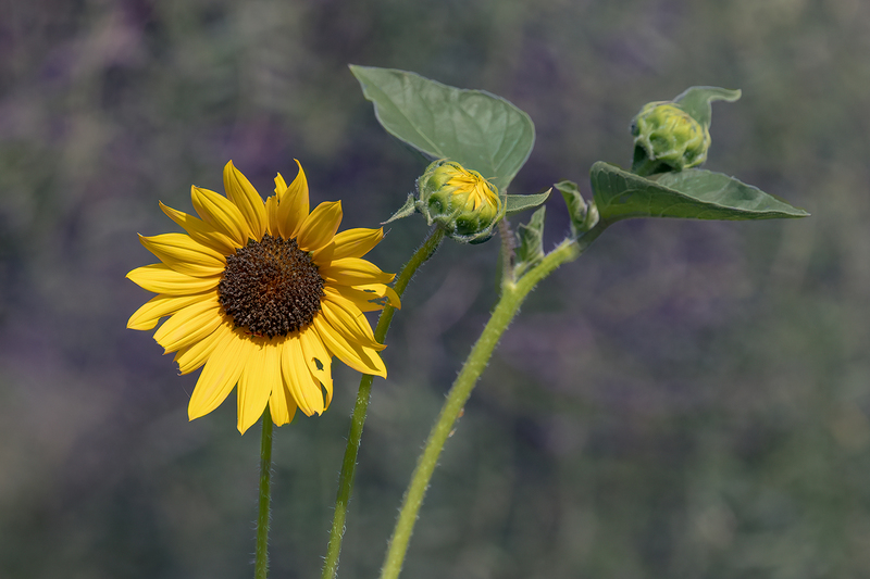 sunflower_3050-64.jpg