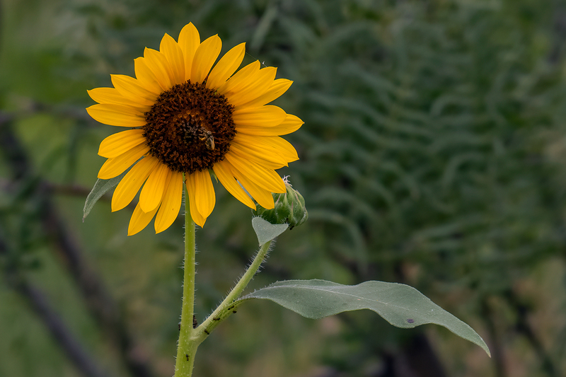 sunflower_6670-64(1).jpg
