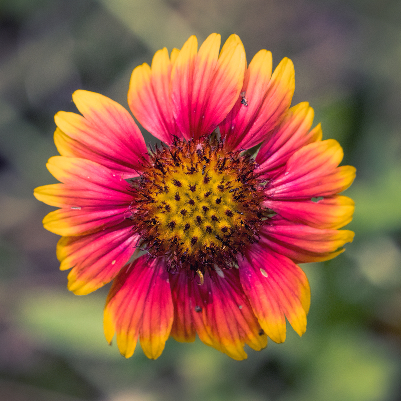 sunflower_7870-66(1).jpg