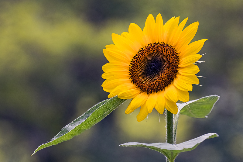 sunflower_7917-64(1).jpg