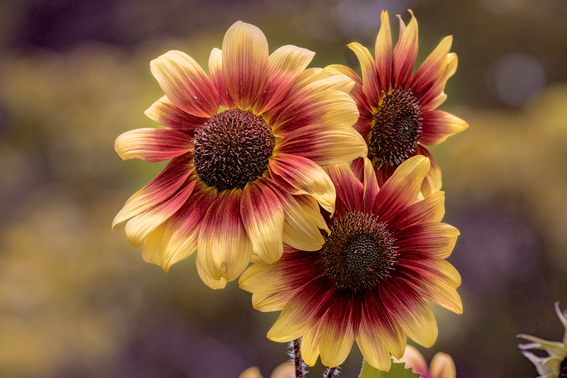 sunflower_7950-64(1).jpg