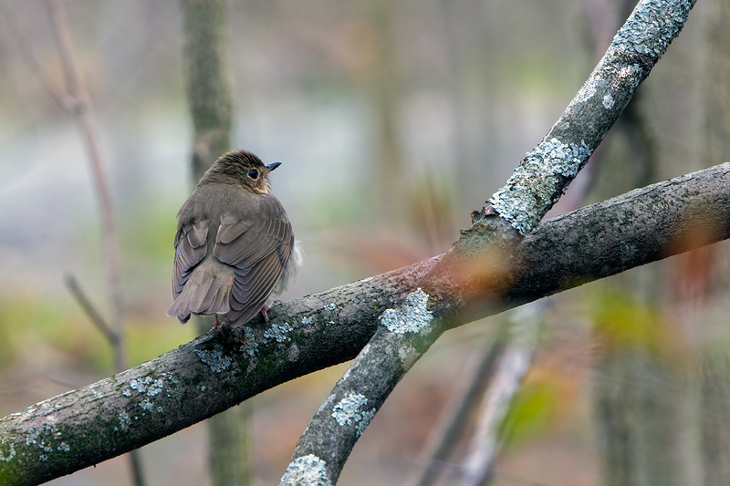 swainsons-thrush_3201-64.jpg