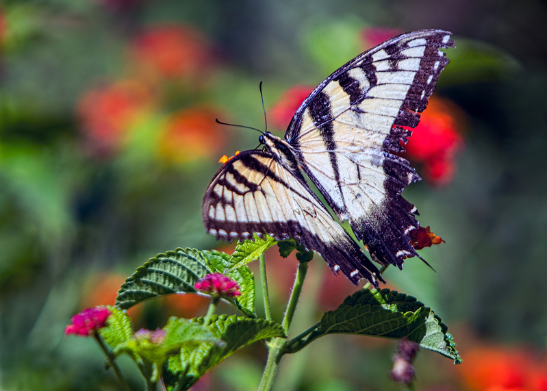 swallowtail-butterfly_7791-75.jpg